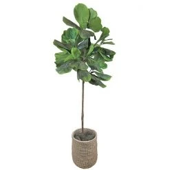 Sonoma Goods For Life® Artificial Fiddle Leaf Fig Floor Decor
