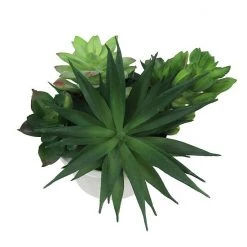 Sonoma Goods For Life® Faux Succulents & Pot -Sonoma Goods For Life Shop unnamed file 8392
